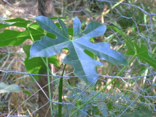Brachychiton acerifolius juvenile leaf detail