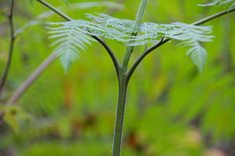Calochlaena dubia