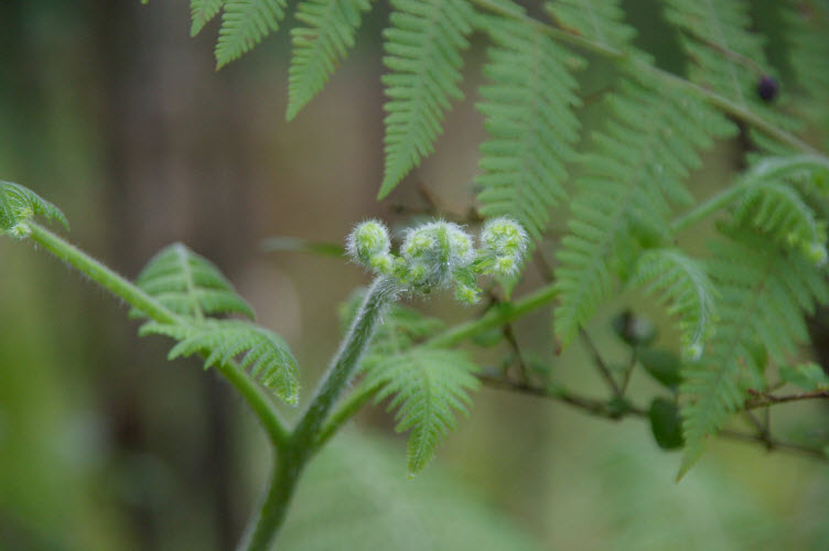 Calochlaena dubia Rainbow Fern False Bracken