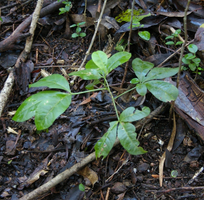 Melicope micrococca  White Euodia