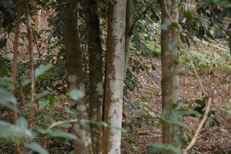 Melicope micrococca trunk White Euodia