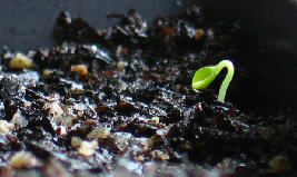 Ficus macrophylla seedling