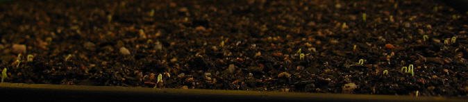 Ficus macrophylla seedlings