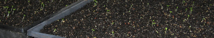 Ficus macrophylla seedlings