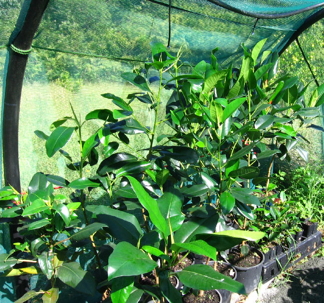 The shade house from inside.