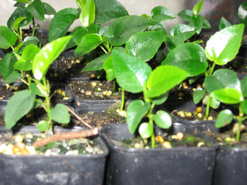 Ficus macrophylla