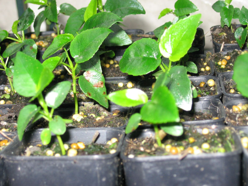 Ficus macrophylla