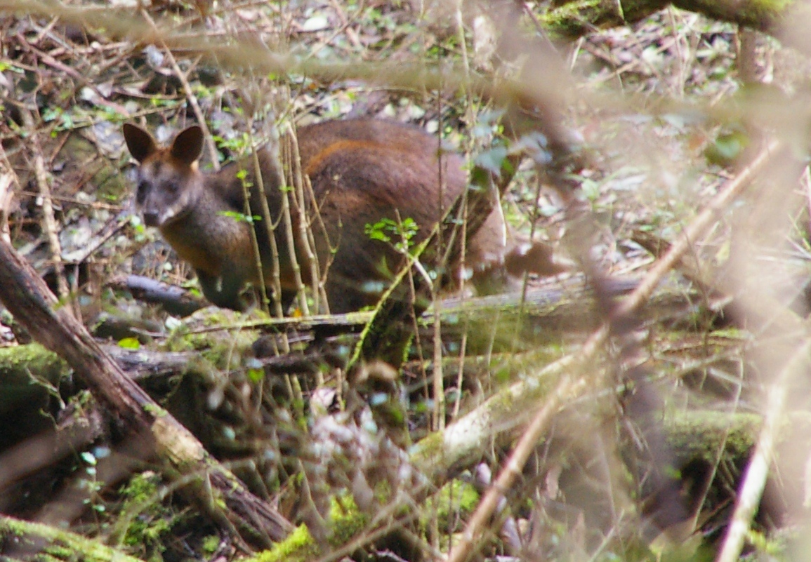 Swamp Wallaby