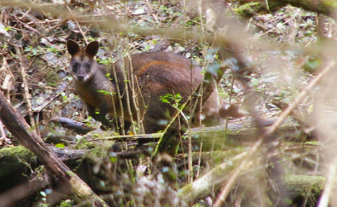 Swamp Wallaby