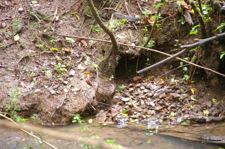 Platypus burrow