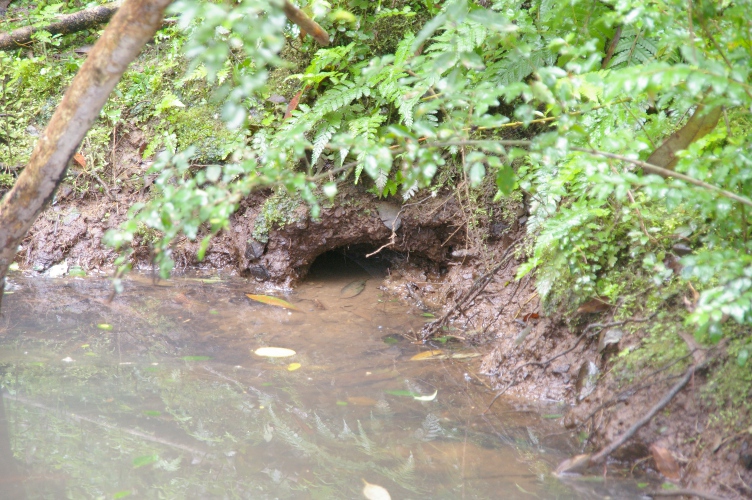 Platypus burrow