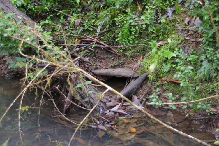 Platypus burrow