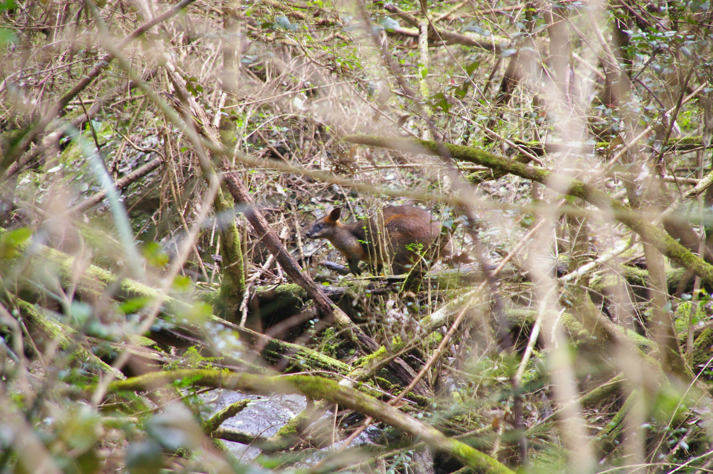 Swamp Wallaby