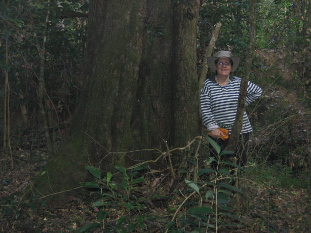 Old Growth Syzygium floribundum