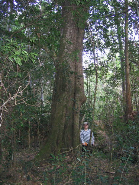 Big Syzygium floribundum