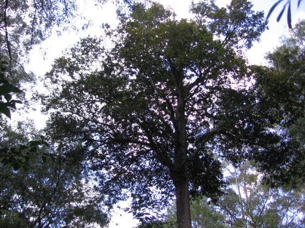 Syzygium floribundum and epiphytes