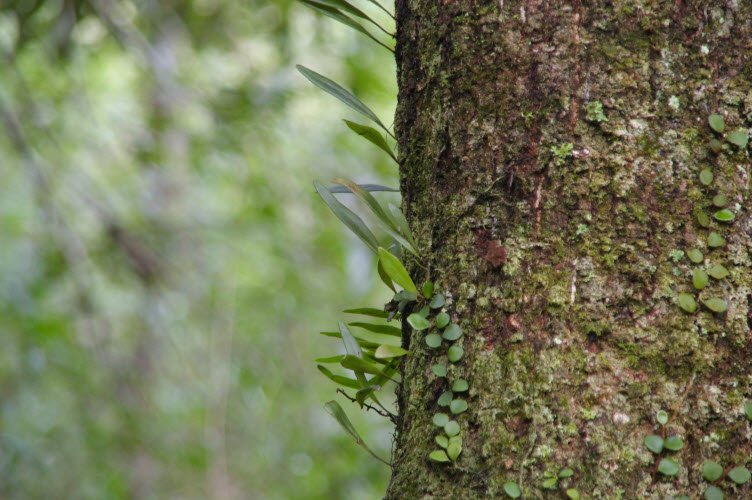 Pyrossia rupestris
