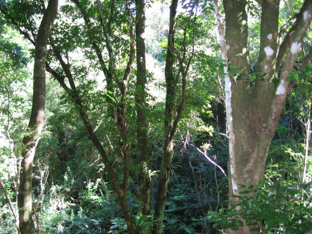 Syzygium floribundum and Asplenium australasicum