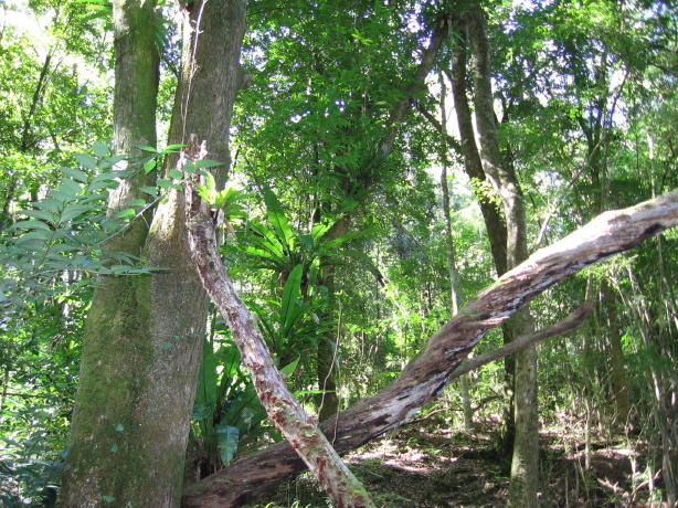 Syzygium floribundum and Asplenium australasicum