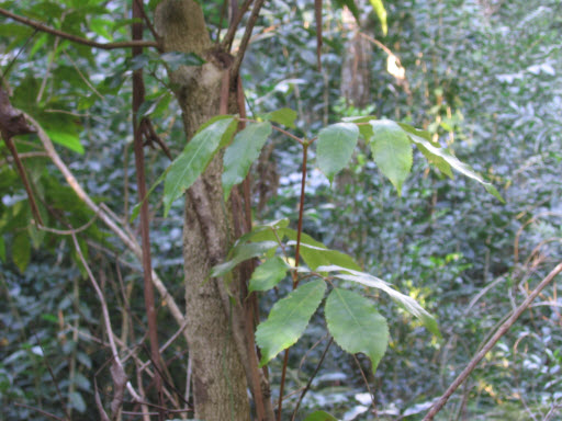 Young Ackama paniculata