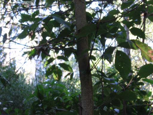 Ackama paniclata leaves