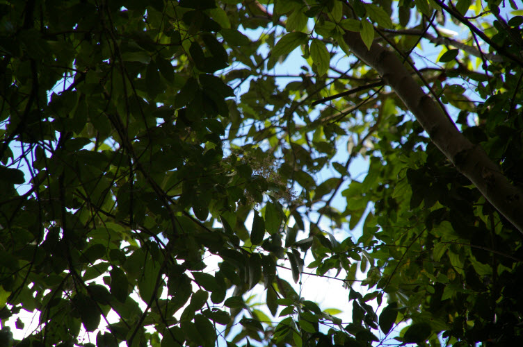 Ackama paniculata flowers