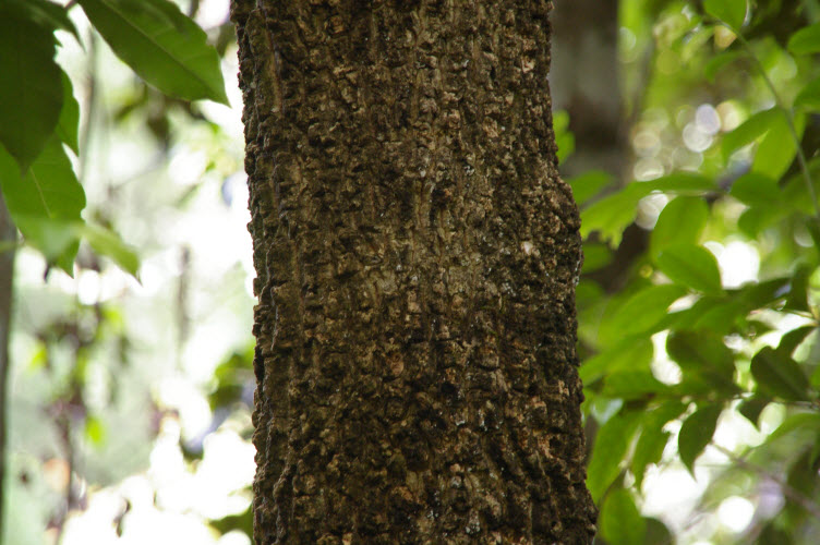 Caldcluvia paniculosa bark and trunk