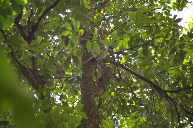 Ackama paniculata crown