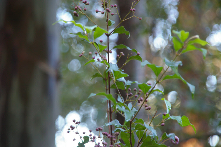 Acmena smithii