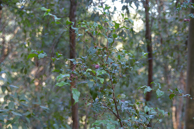 Acmena smithii young plant with fruit