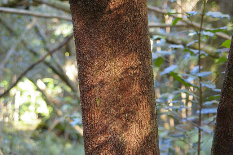 Acmena smithii trunk