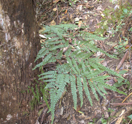Adiantum formosum