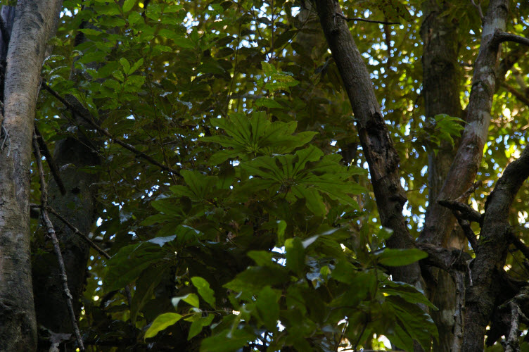 Argyrodendron actinophyllum subsp. actinophyllum palmate leaves