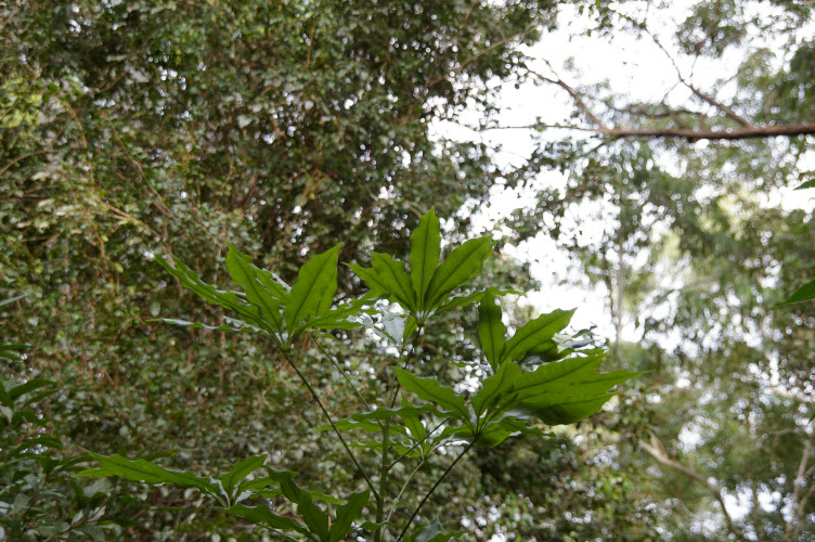 Black Booyong palmate leaves
