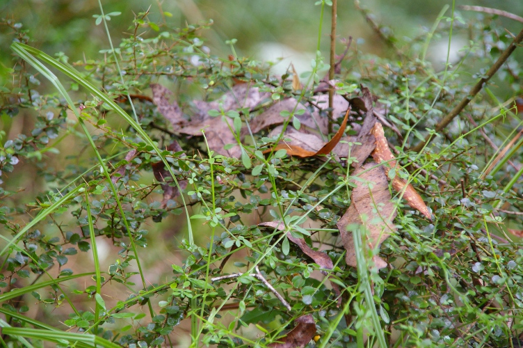 Asperula asthenes