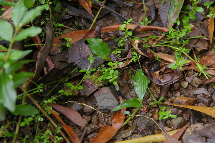 Asperula asthenes