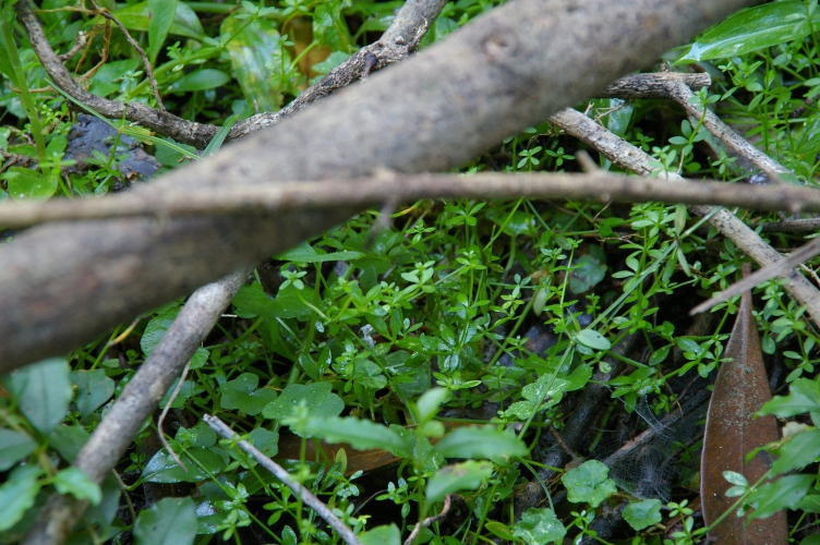 Asperula asthenes