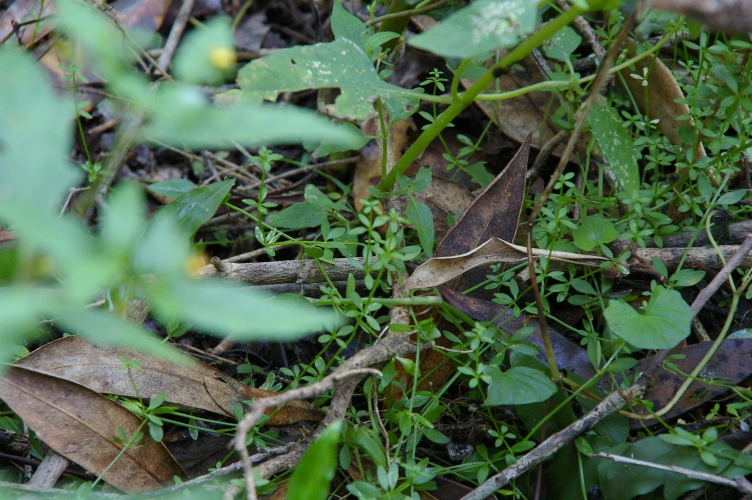 Asperula asthenes Trailing Woodruff