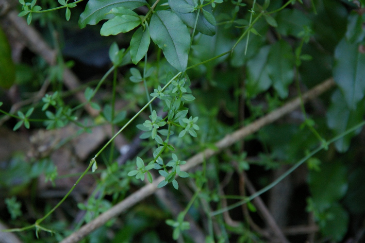 Trailing Woodruff