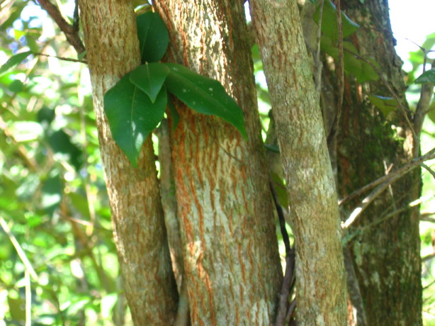 Backyousia myrtifolia young trunks