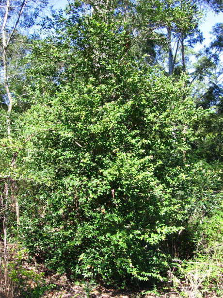 Backhousia myrtifolia