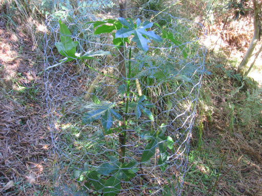 Brachychiton acerifolius