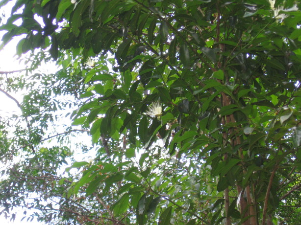 Capparis arborea