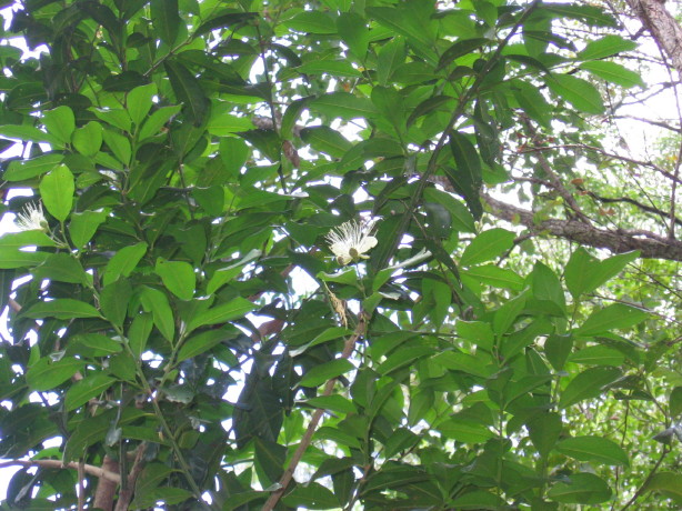 Capparis arborea