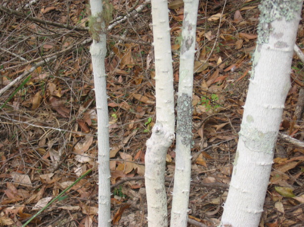 Capparis arborea spines