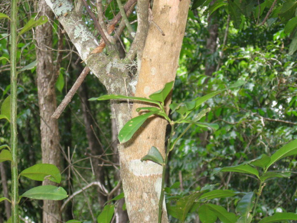 Capparis arborea
