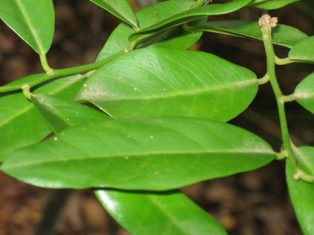 Capparis arborea leaves