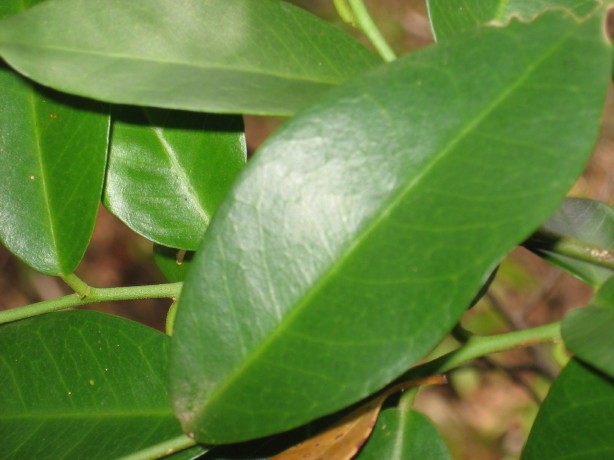 Capparis arborea leaves
