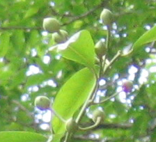 Capparis arborea Brush Caper Berrys