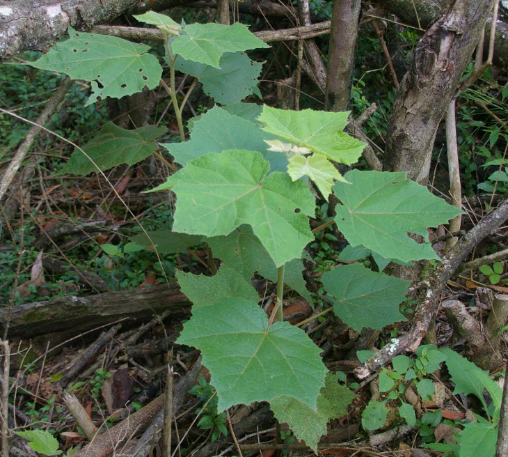 Commersonia fraseri   Brush Kurrajong